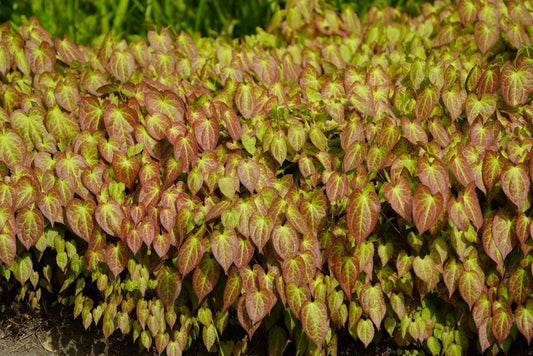 1G Epimedium X rubrum 'Red Barrenwort' 1001479