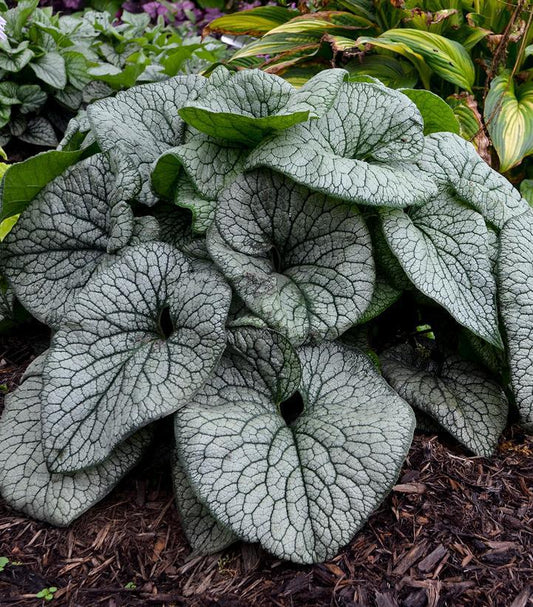 1G Brunnera macrophylla 'Queen of Hearts' Queen of Hearts Heartleaf Brunnera: Patent PPAF 1011639 PRDS