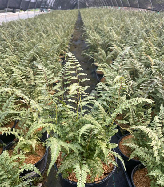 1G Athyrium Nipponicum Pictum - Japanese Painted Fern - 1001012