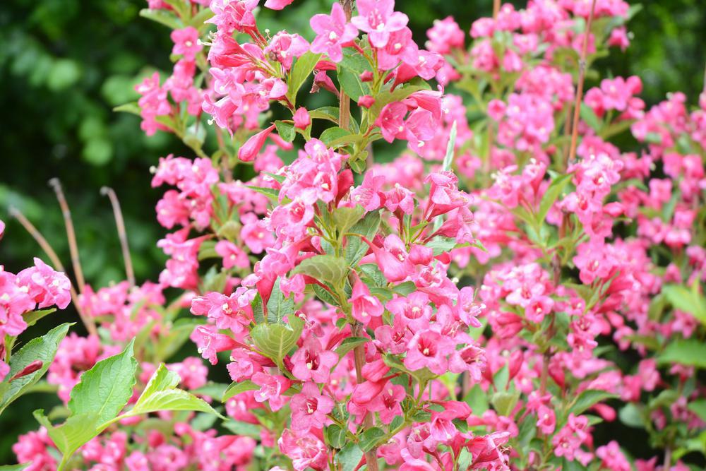 3G Weigela florida 'Sonic Bloom' Pure Pink ('SMNWFRP') Sonic Bloom® Pure Pink Weigela: Patent PPAF