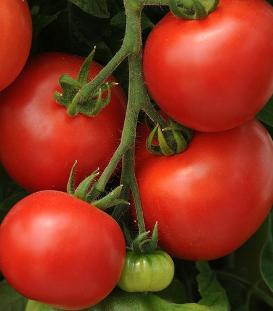 1G TOMATO 'HOMESLICE' (SLICER) Homeslice Tomato 1006679