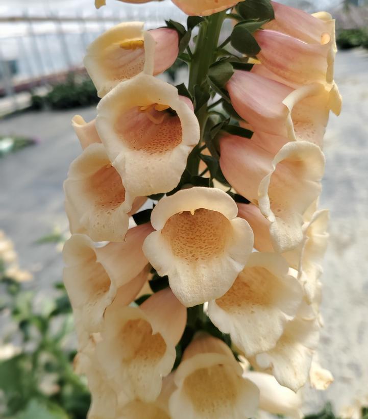 8" Digitalis purpurea 'Dalmation Peach' Dalmation Peach Foxglove 1010862