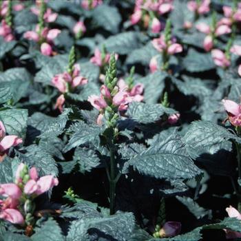 2G Chelone lyonii 'Hot Lips' Hot Lips Turtlehead 1001834