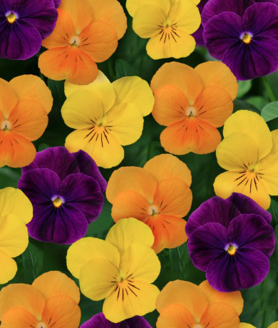 5.5" Viola - Sorbet Harvest Mix