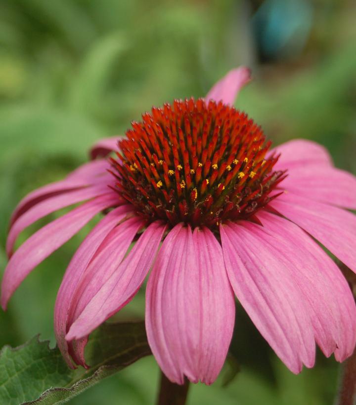 2G Echinacea 'Magnus' Magnus Purple Coneflower (Coneflower) 1000876