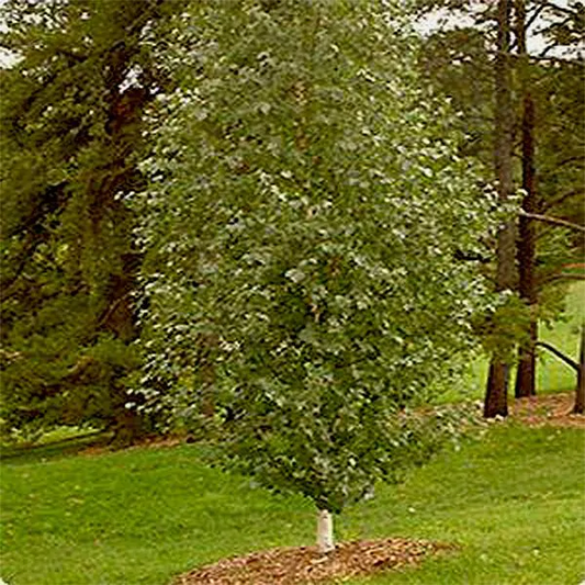 Betula platyphylla 'Dakota Pinnacle' Dakota Pinnacle  Japanese Birch #15