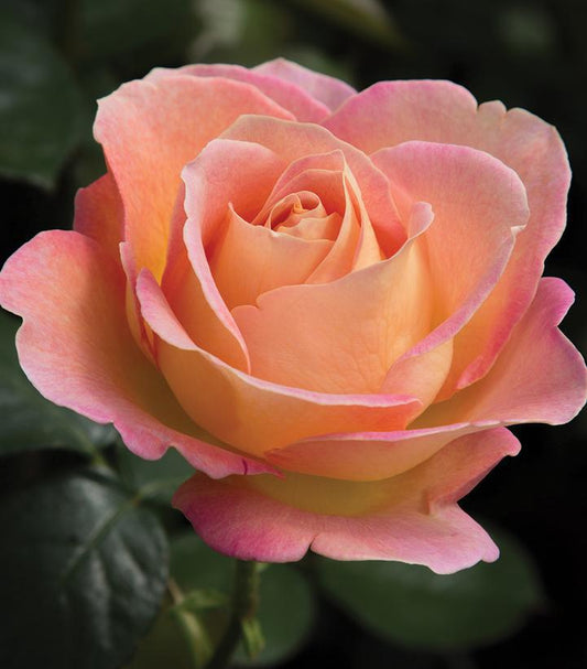 3G Rosa 'Elle' Elle® Hybrid Tea Rose 1014580