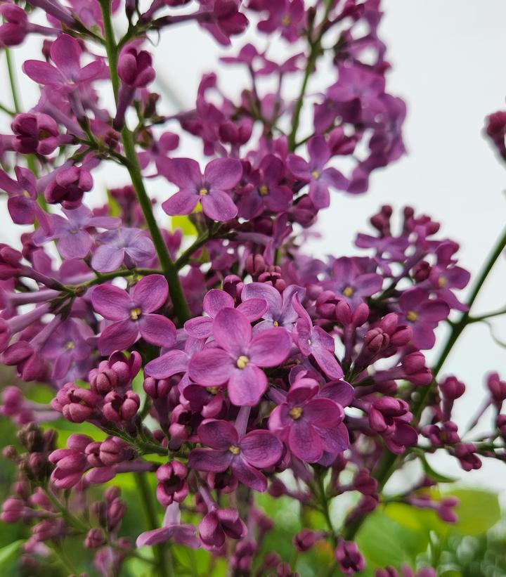 3G Syringa X hyacinthiflora 'Pocahontas' Pocahontas Lilac 1001364