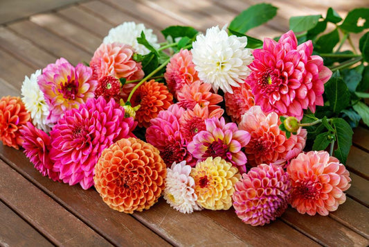 804 Dahlia 4 Pack