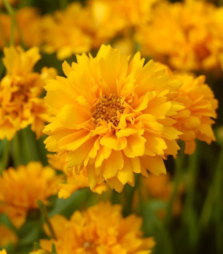 2G Coreopsis grand. 'Early Sunrise' Early Sunrise Tickseed 1000837