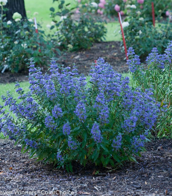 2G Caryopteris x clandonensis 'Beyond Midnight' ('CT-9-12') Beyond Midnight® Bluebeard: Patent PP27,426 1008084