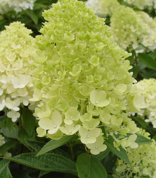 3G Hydrangea pan. Sweet Summer ('Bokrathirteen') Sweet Summer Panicle Hydrangea: Patent PP21,778