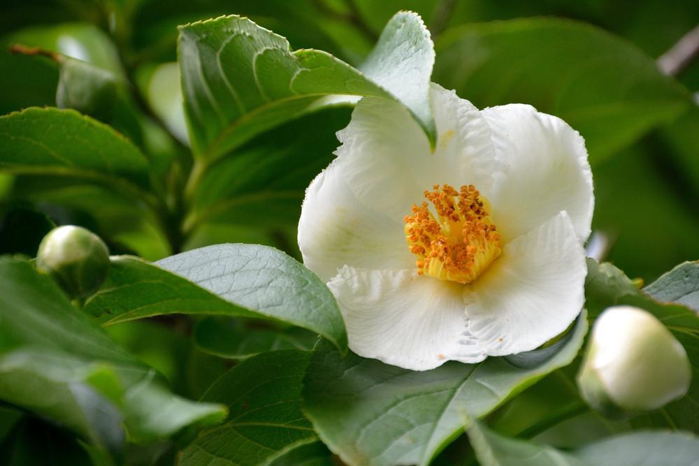 7G STEWARTIA PSEUDOCAMELLIA Japanese Stewartia 1000733