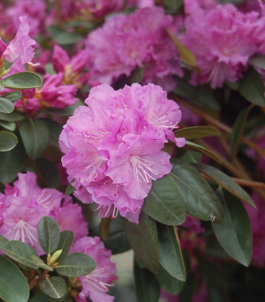 5G Rhododendron X 'PJM Elite' PJM Elite Rhododendron 1001799