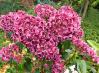 3G Kalmia lat. 'Keepsake' Keepsake Mountain Laurel 1007616