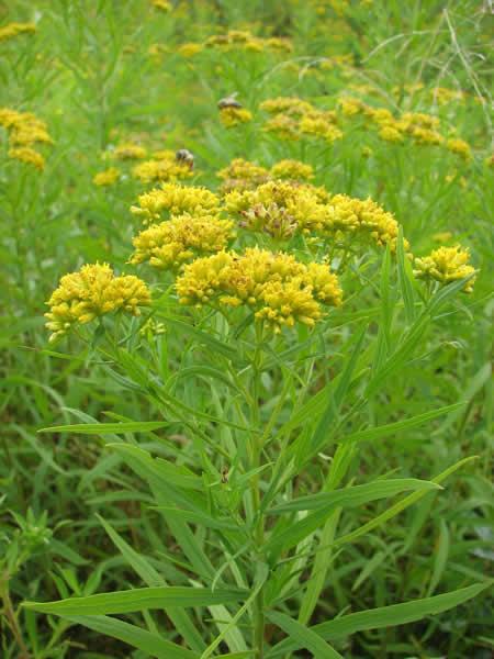 2G Solidago graminifolia Grass-leaved Goldenrod 1012092