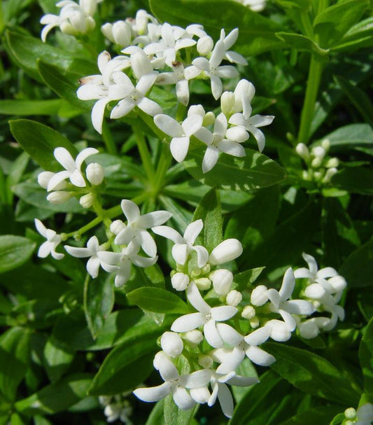 1G Galium odoratum 'Sweet Woodruff' 1000880