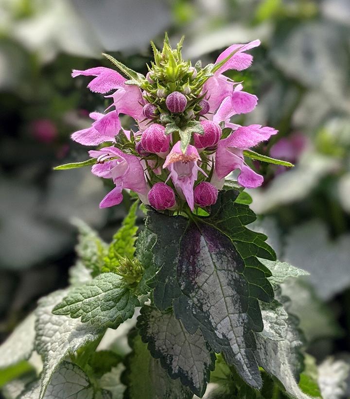 1G Lamium maculatum 'Pink Chablis' Pink Chablis Dead Nettle 1003908