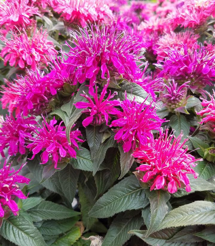 2G Monarda 'Medley Mix' - Bee Balm - 1012253