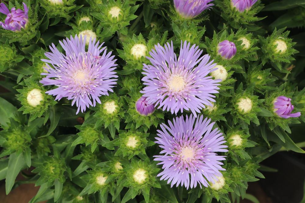 8" Stokesia laevis 'Mel's Blue' Mel's Blue Stoke's Aster: Patent PP23,090 1010917 (Stokes Aster)