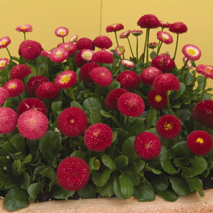 1G Bellis perennis 'Belissima Red' Bellissima™ Red English Daisy 1011479