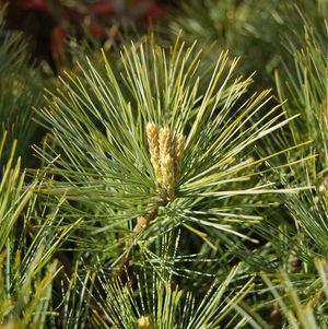 3G PINUS STROBUS SOFT TOUCH (Eastern White Pine) Soft Touch White Pine 1003648