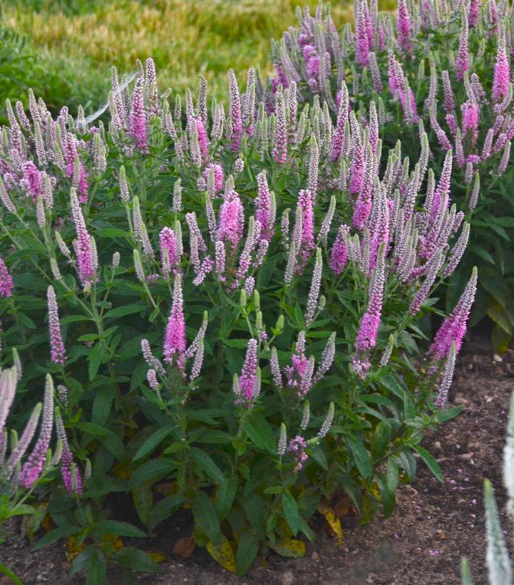 1G Veronica hybrid Magic Show® 'Pink Potion' Pink Potion Spike Speedwell: Patent PPAF 1008873