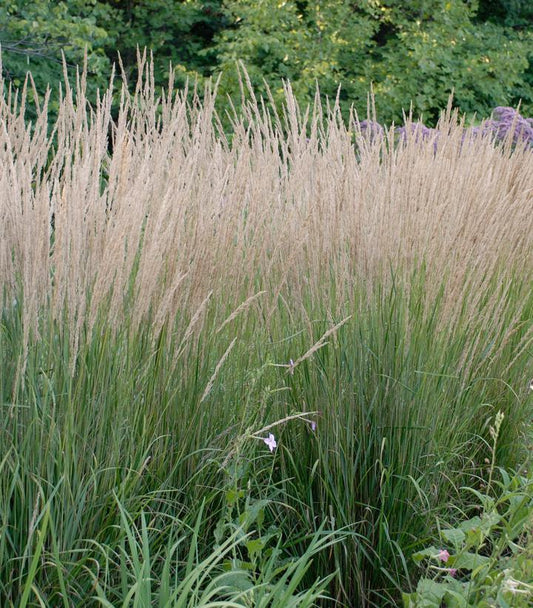 3G Calamagrostis a. 'Karl Foerster'  Feather Reed Grass 1001954