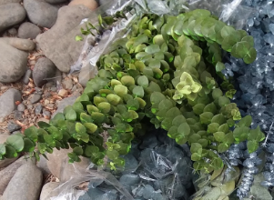 Eucalyptus - Preserved - Spiral, Frosted - Green