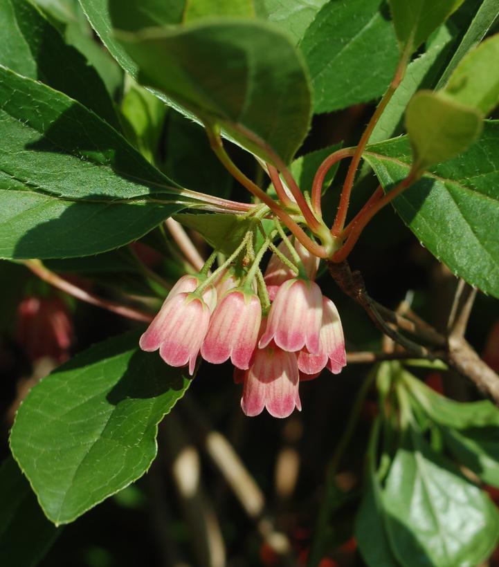 3G Enkianthus campanulatus Redvein Enkianthus Common Name‎: ‎furin-tsutsuji