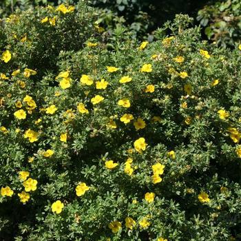 3G Potentilla Happy Face Yellow (Cinquefoils) PW