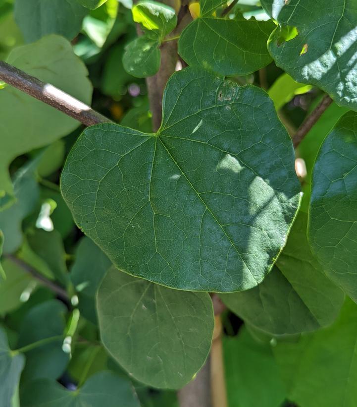 15G CERCIS CANADENSIS - Redbud Weeping 1002286