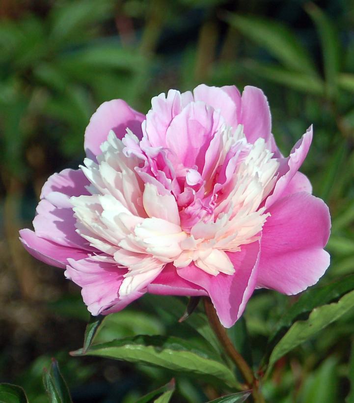 3G Paeonia latifolia 'Madame Emile Debatene' Madame Emile Debatene Peony (Salmon Pink) 1011907