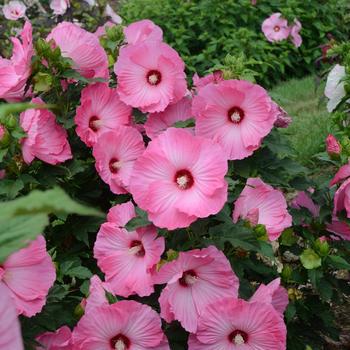 3G Hibiscus 'Airbrush Effect' Rose Mallow: Patent PP29,295 1010630