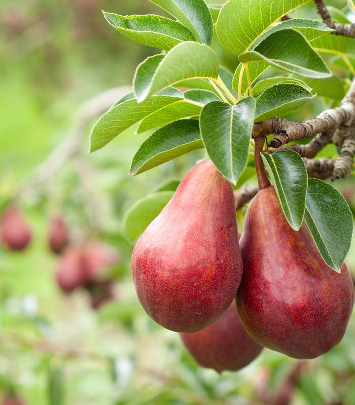 7G Pyrus communis 'Red D' Anjou' Red D' Anjou Pear 1014690