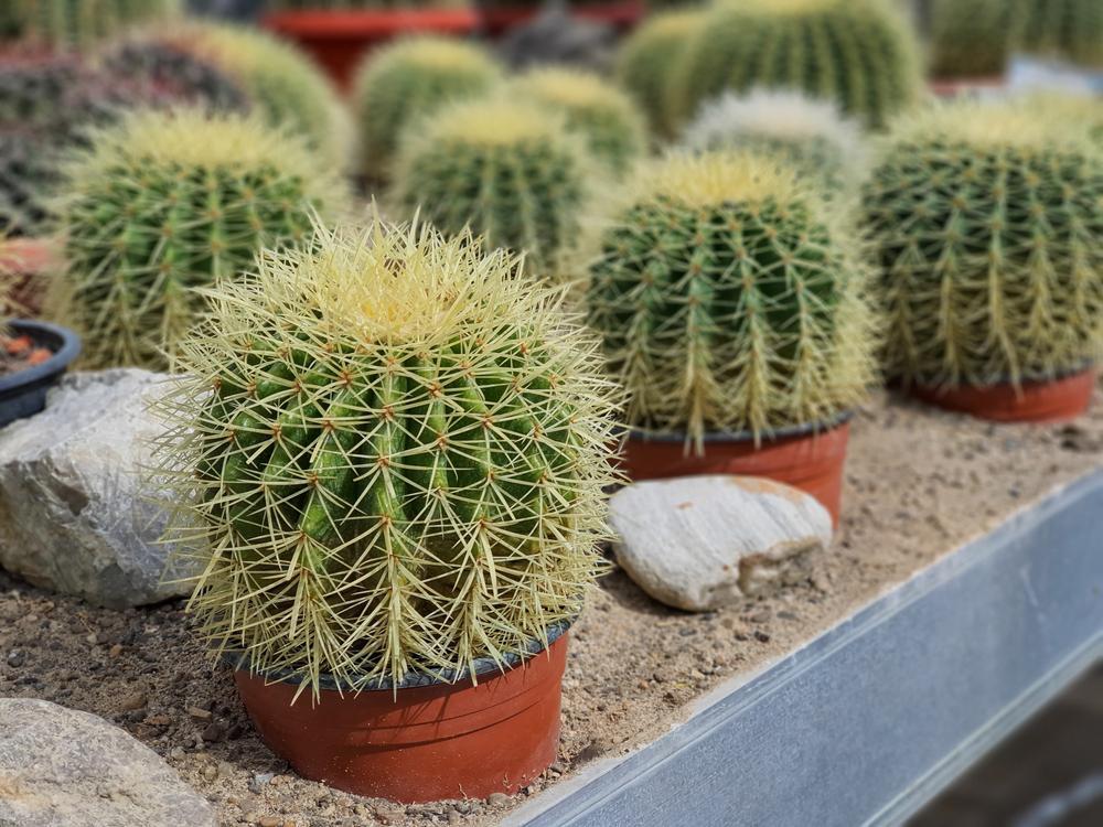 4" Barrel Cactus