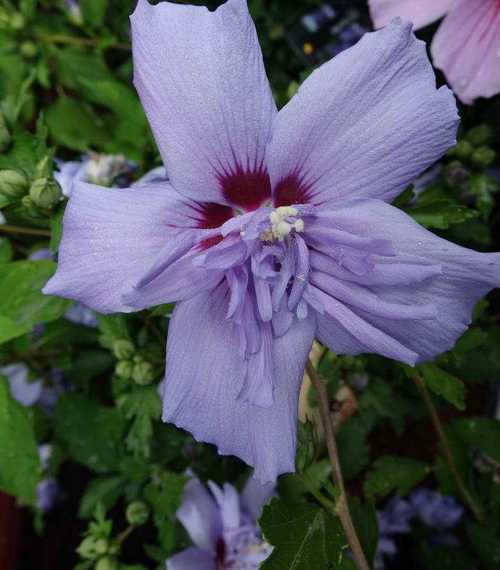 10G Hibiscus Syr Blue Chiffon ('Notwoodthree') Blue Chiffon® Rose of Sharon: Patent PP20,574