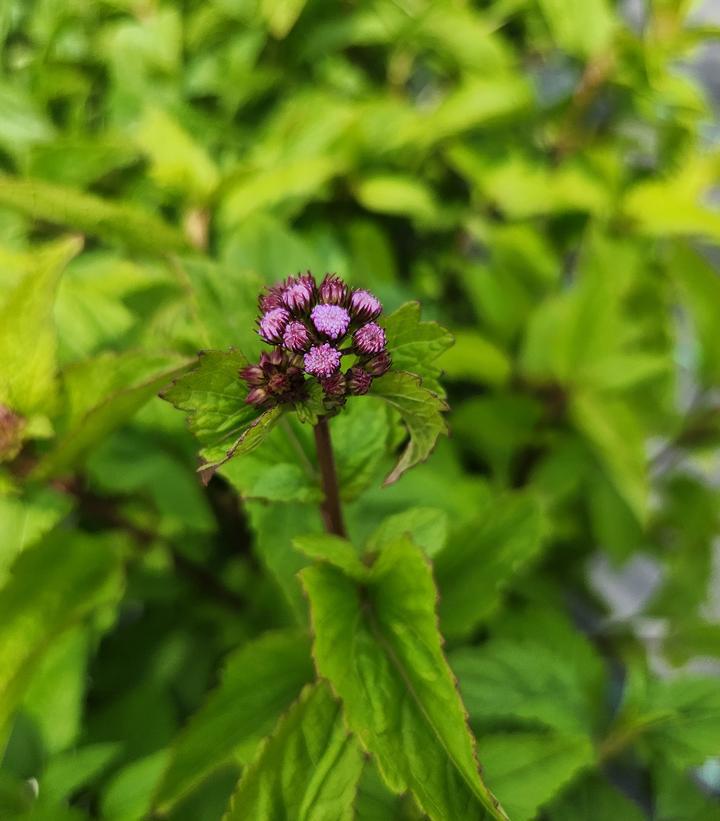 2G Eupatorium coelestinum Hardy Ageratum (Mistflower, Hardy Ageratum) 1003660