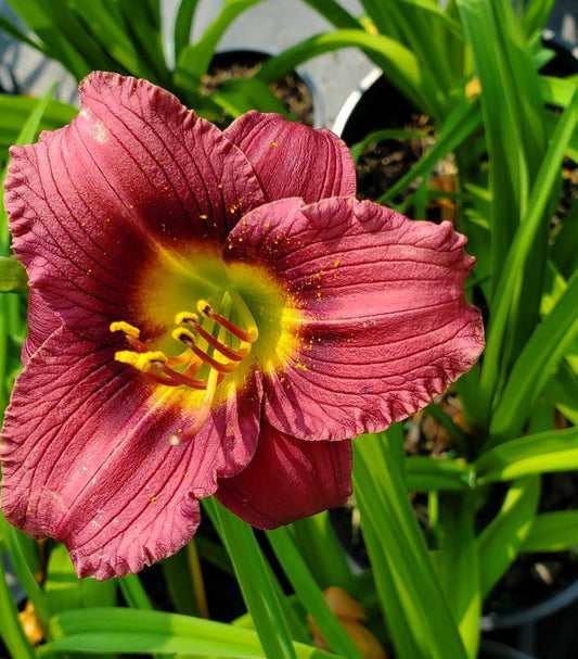 1G Hemerocallis 'Little Grapette' Little Grapette Daylily 1002298