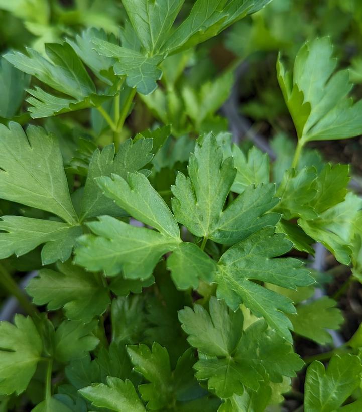 1G Petroselinum crispum Italian 'Italian Parsley' 1002267