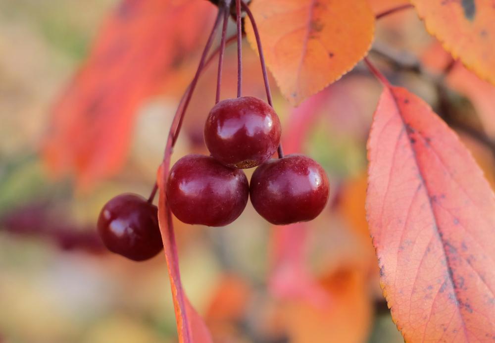 7G Malus X 'Prairiefire' Prairie Fire Crabapple 1000670