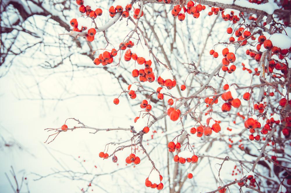 7G Ilex verticillata 'Winter Red' Winter Red Winterberry (F - Berries / Pollinator- Apollo & Southern Gentleman)