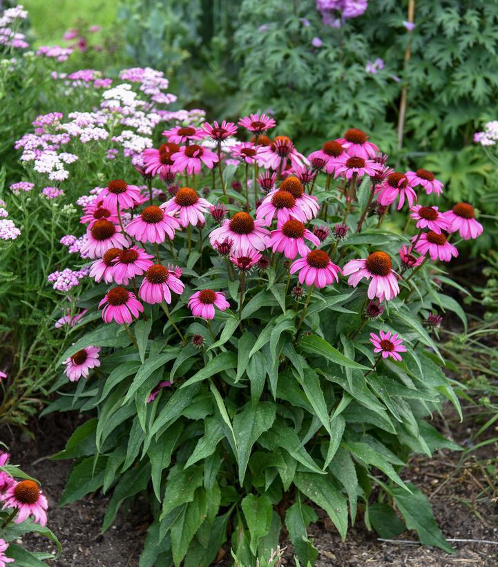 1G Echinacea hybrid Color Coded® 'The Fuchsia is Bright' Color Coded The Fuchsia is Bright Coneflower: Patent PPAF 1020330