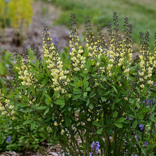 1G Baptisia hybrid Decadence 'Vanilla Cream' Vanilla Cream False Indigo: Patent PP25,663 1008773