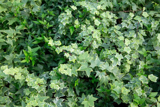 4" Hedera Ivy Assortment