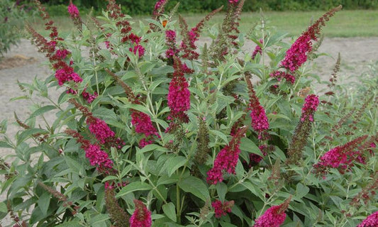 3G Buddleia X 'Miss Molly' Miss Molly Butterfly Bush (Summer Lilac): Patent PP23,425 1005106