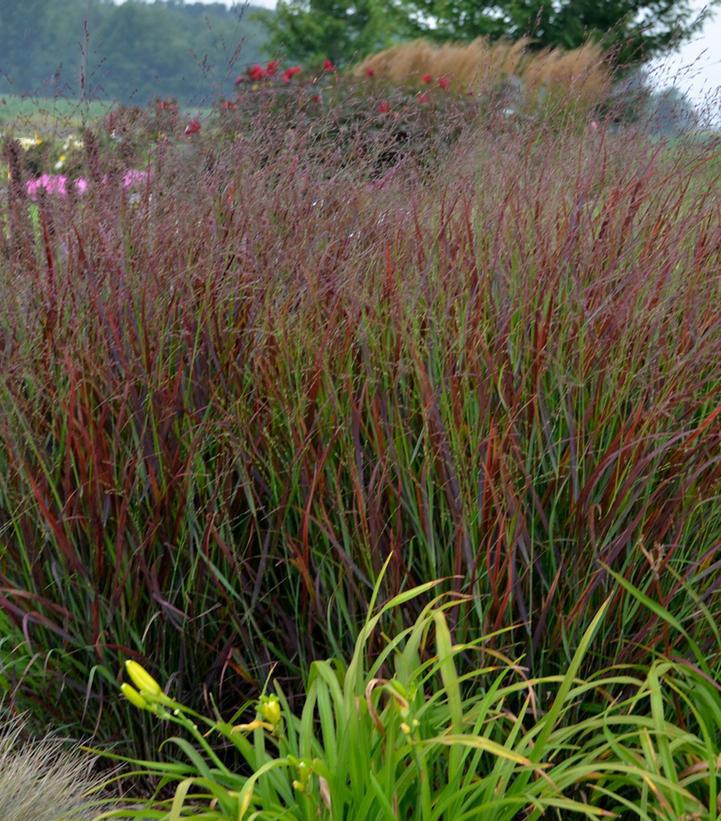 1G Panicum virgatum PRAIRIE WINDS® 'Cheyenne Sky' Cheyenne Sky Red Switch Grass: Patent PP23,209 1006779