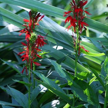 1G Lobelia cardinalis Cardinal Flower 1004676