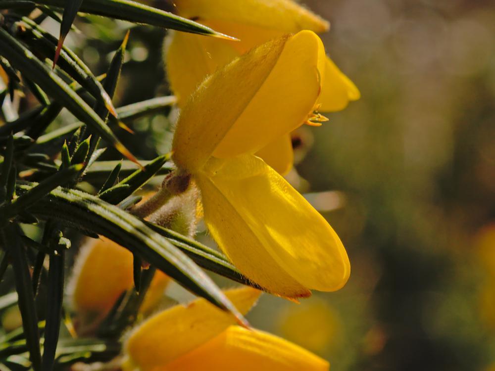 2G Cytisus sco. 'Moonlight' Moonlight Scotchbroom 1001056