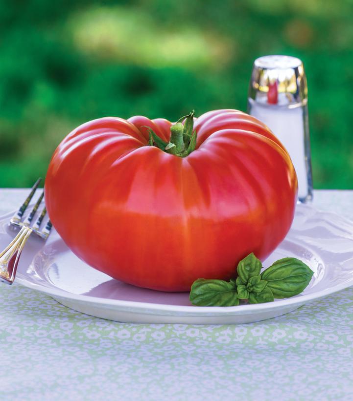 1G Tomato `Steakhouse` (Slicer) Steakhouse Tomato 1013919